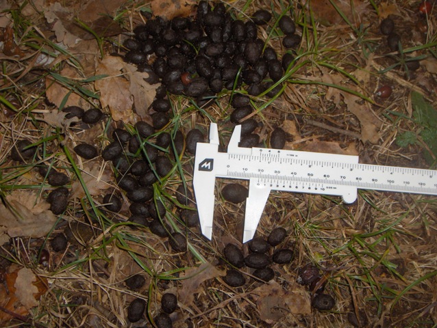 fatte di cervo e/o animale domestico???